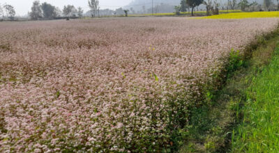 मोरङको लेटाङस्थित ढकमक्क फुलेको फापर । यस भेगमा फापर राम्रो उत्पादन हुने गरेको छ । तस्बिर : विवेक मिश्र